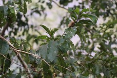Terminalia paniculata